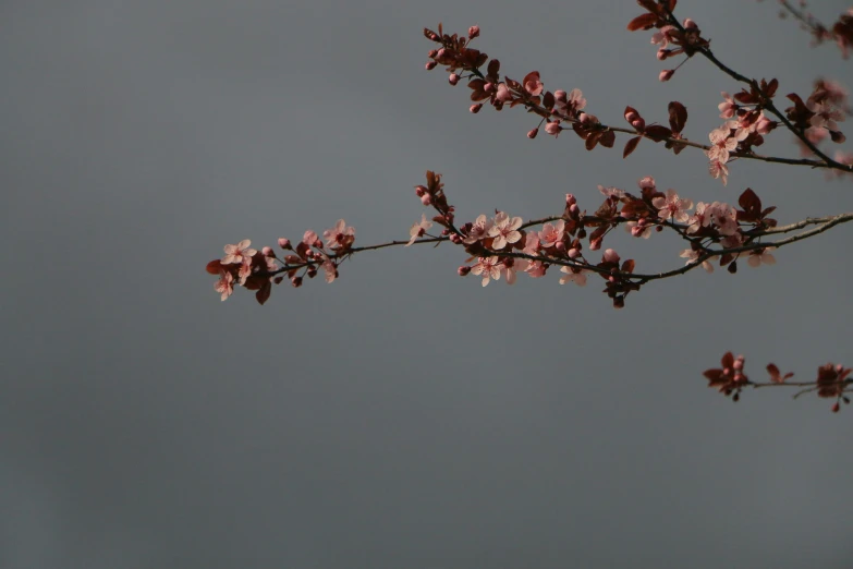 nch with pink flowers against blue sky background