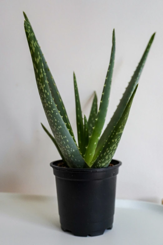 a plant with green, green leaves, and brown spots in a black pot