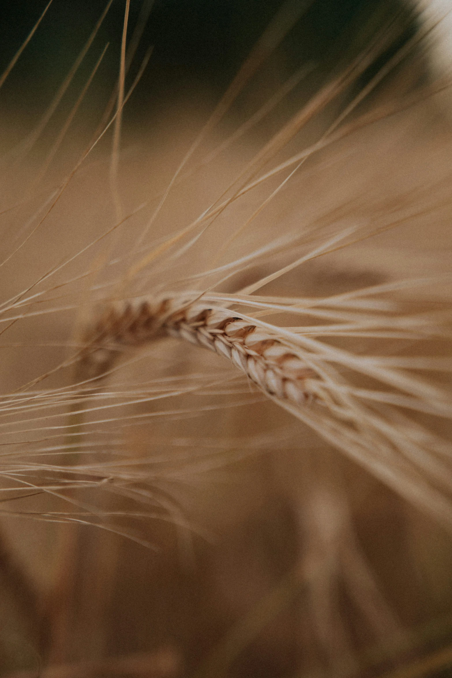 a close up view of a small grain of grass