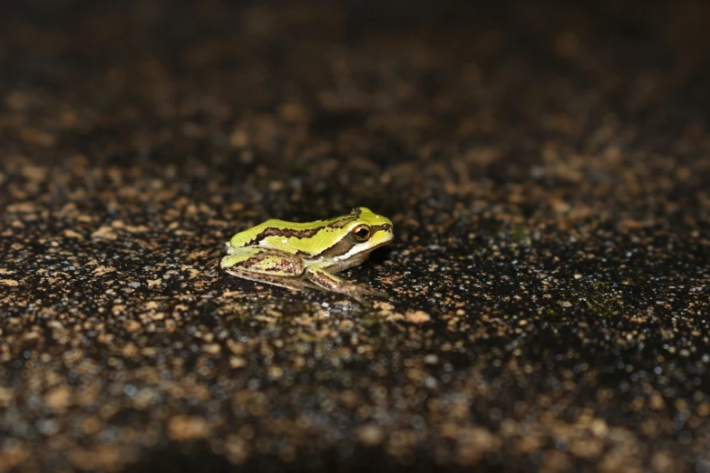 a small green and yellow frog sitting on the pavement