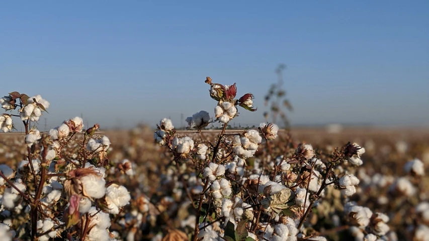 there are two rooster figurines made of cotton flowers