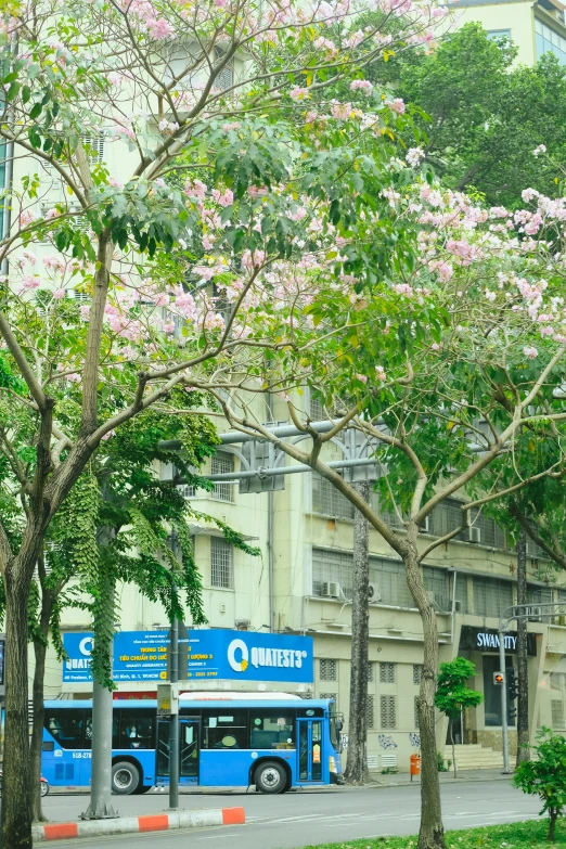 blue commuter bus passing by tree with flowers