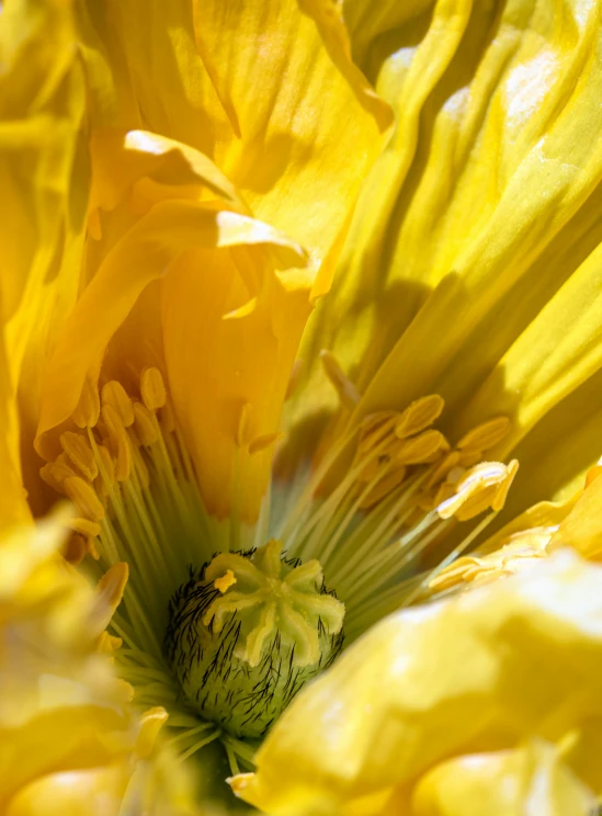 a closeup po of a bright yellow flower