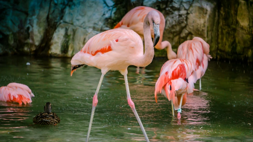 several flamingos in a lake with three ducks