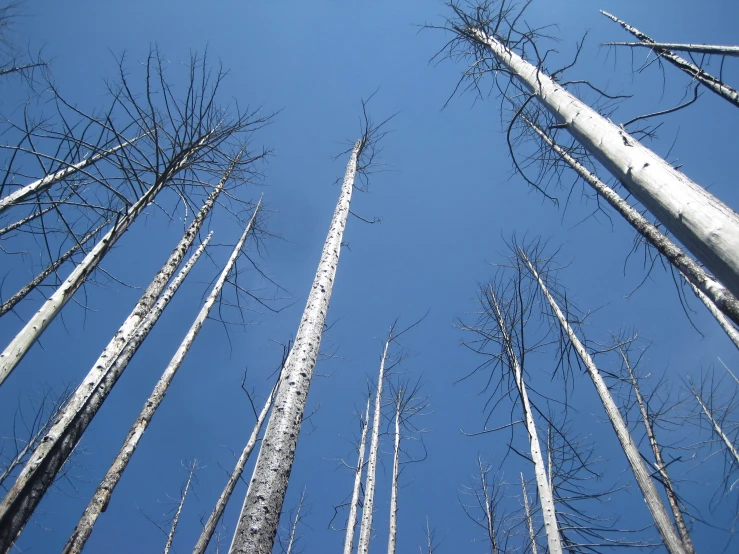 looking up at tall birch trees in the woods