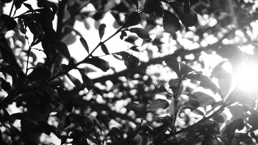 the sun shines through a group of leaves