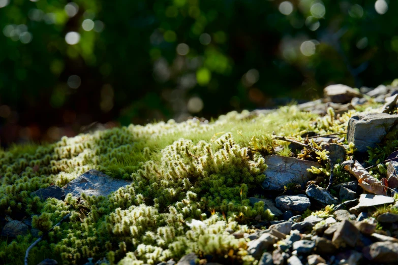 a moss grows on rocks near a bush