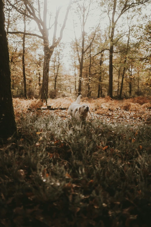 a dog is running through a wooded area