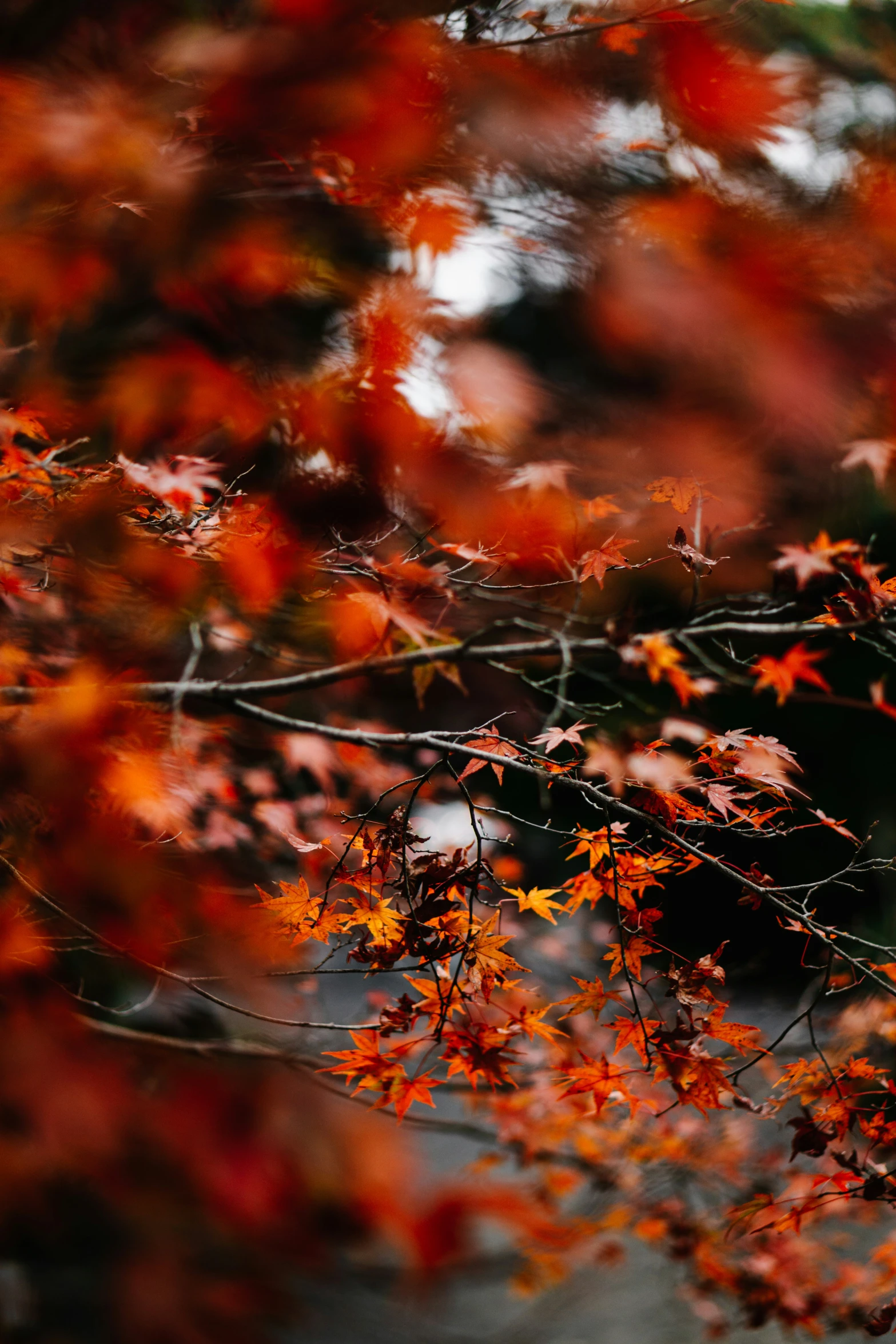 a blurry view of an orange tree