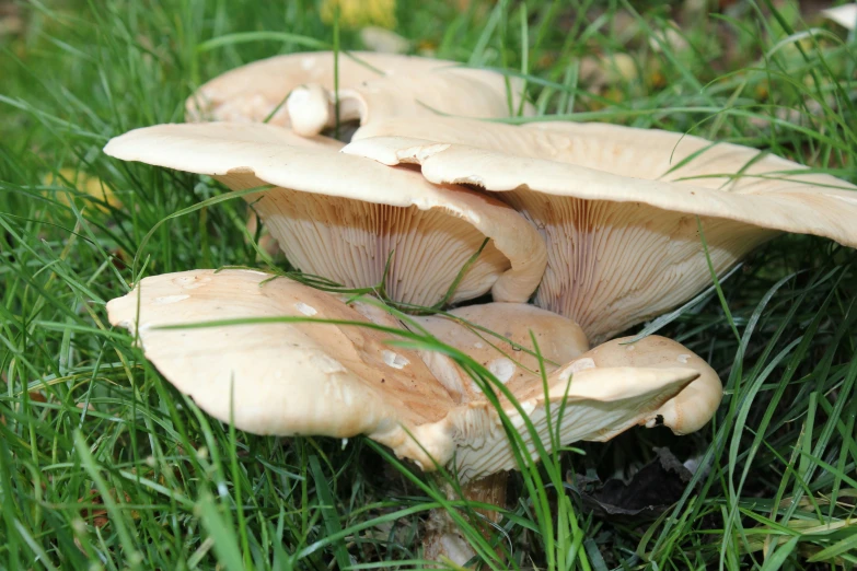 mushrooms growing on the ground in the grass