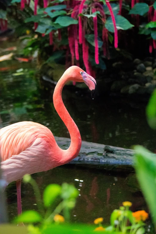 a large pink flamingo is standing in the water