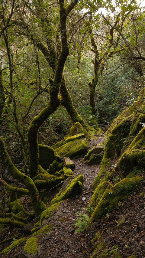 the mossy trees are full of interesting plants