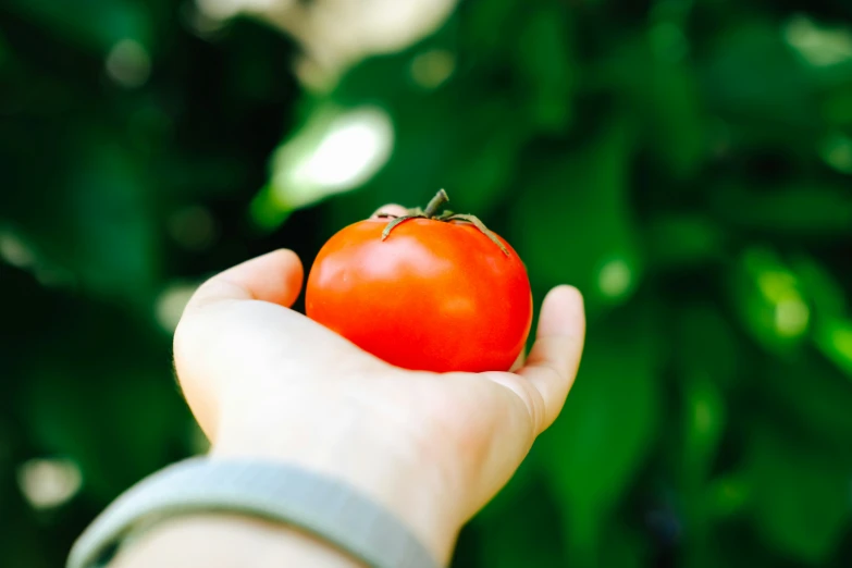 a hand holding a piece of tomato that has been picked from the garden