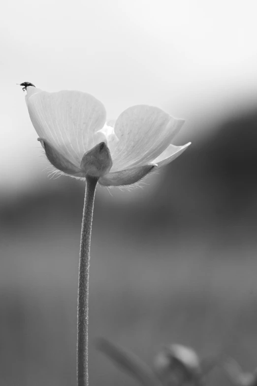 a flower is sitting in the foreground and a blurred background