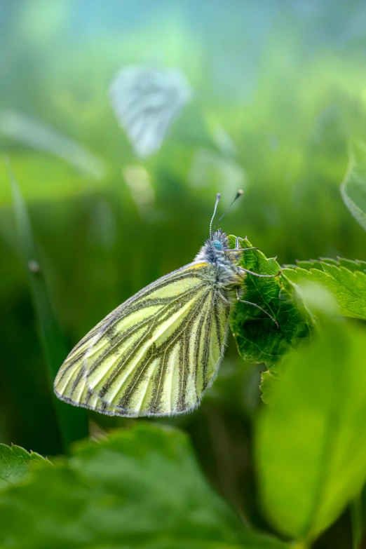 a erfly sitting on top of green leaves