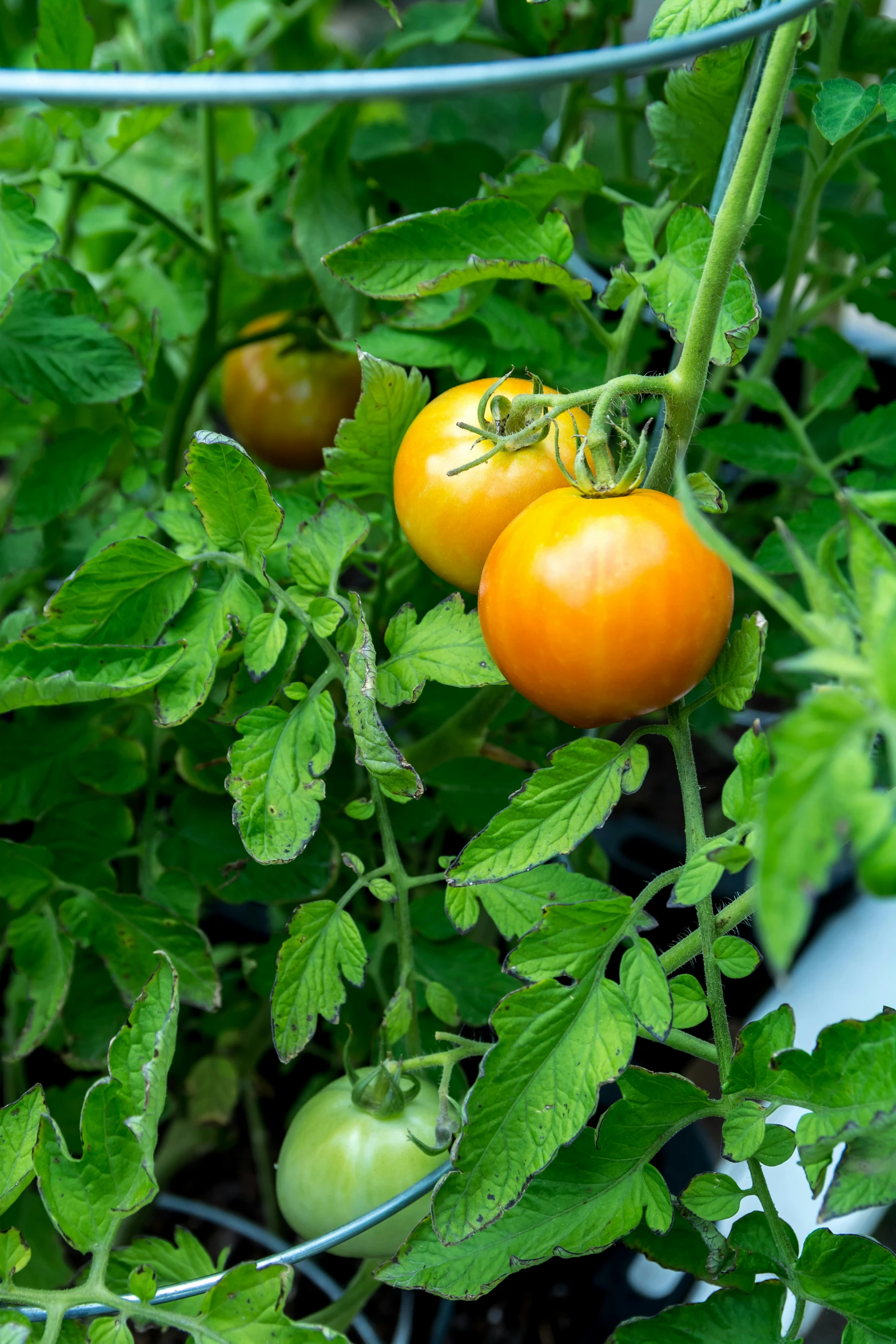 tomatoes growing in a garden in a wire rack