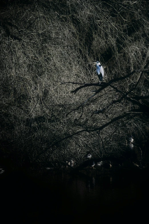 an owl stands on the edge of a tree