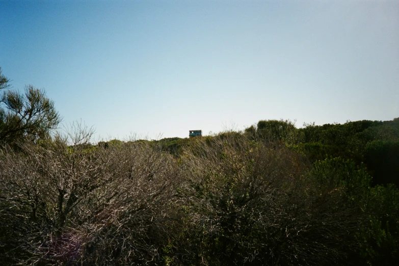 this is a picture of a wooded area with the tower visible in the distance