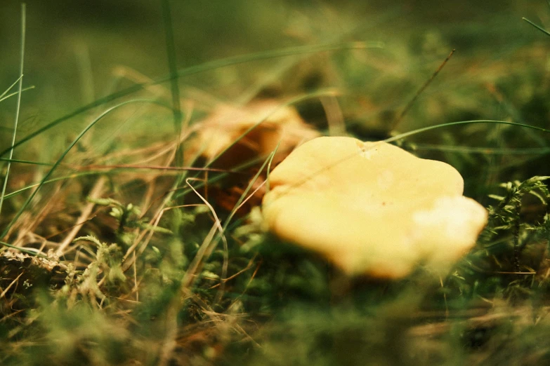 the piece of mushroom was left on the grass