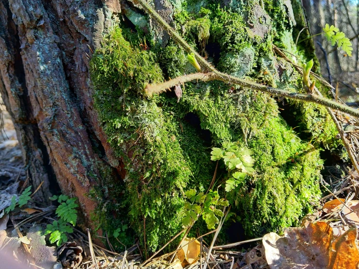 some green moss is growing on a tree