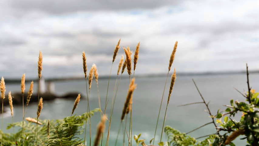 tall grass in front of the water and a bridge