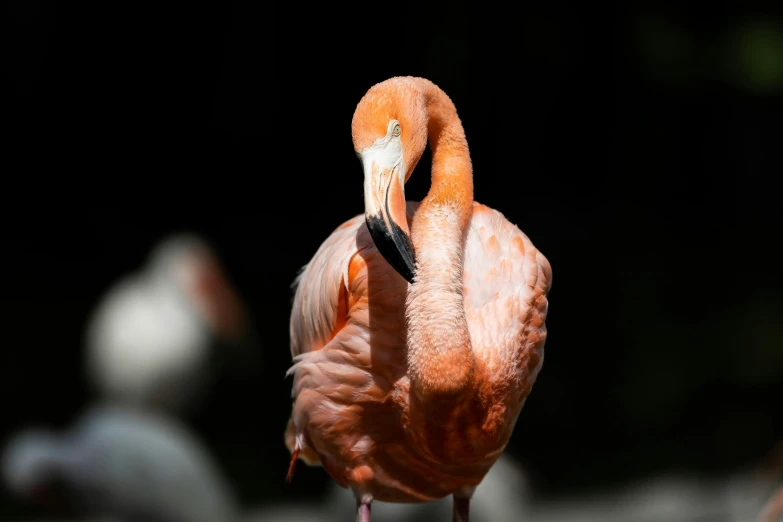 there is a flamingo standing in the dark