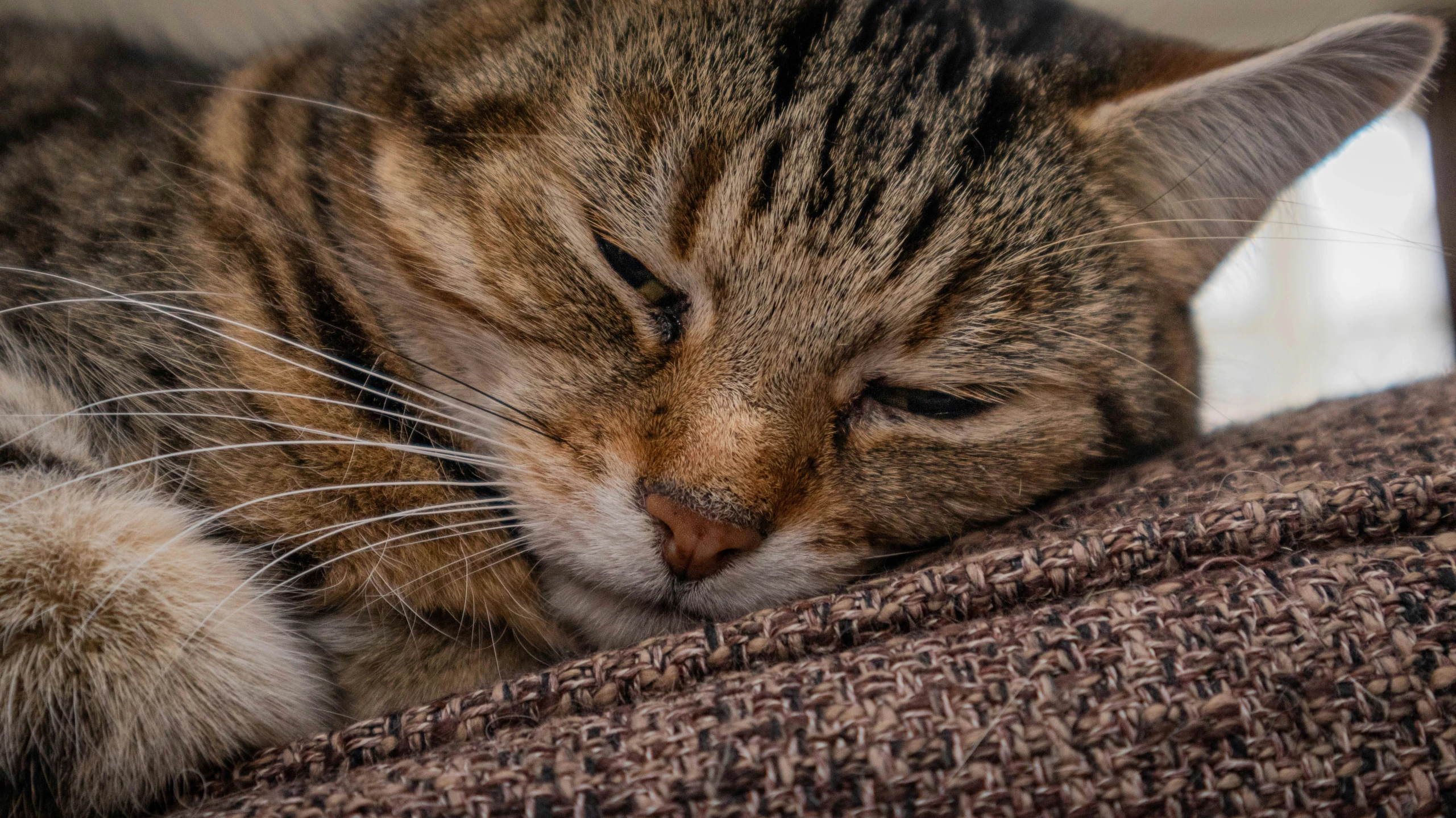a striped cat is asleep on a brown surface
