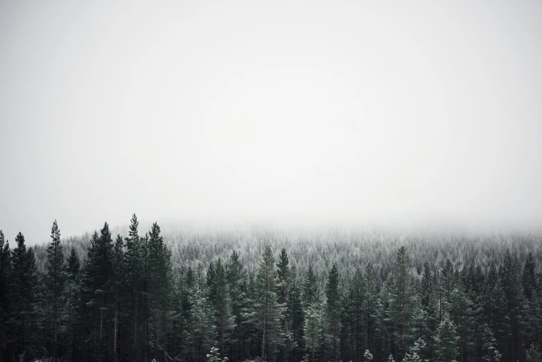 a mountain covered with tall evergreen trees