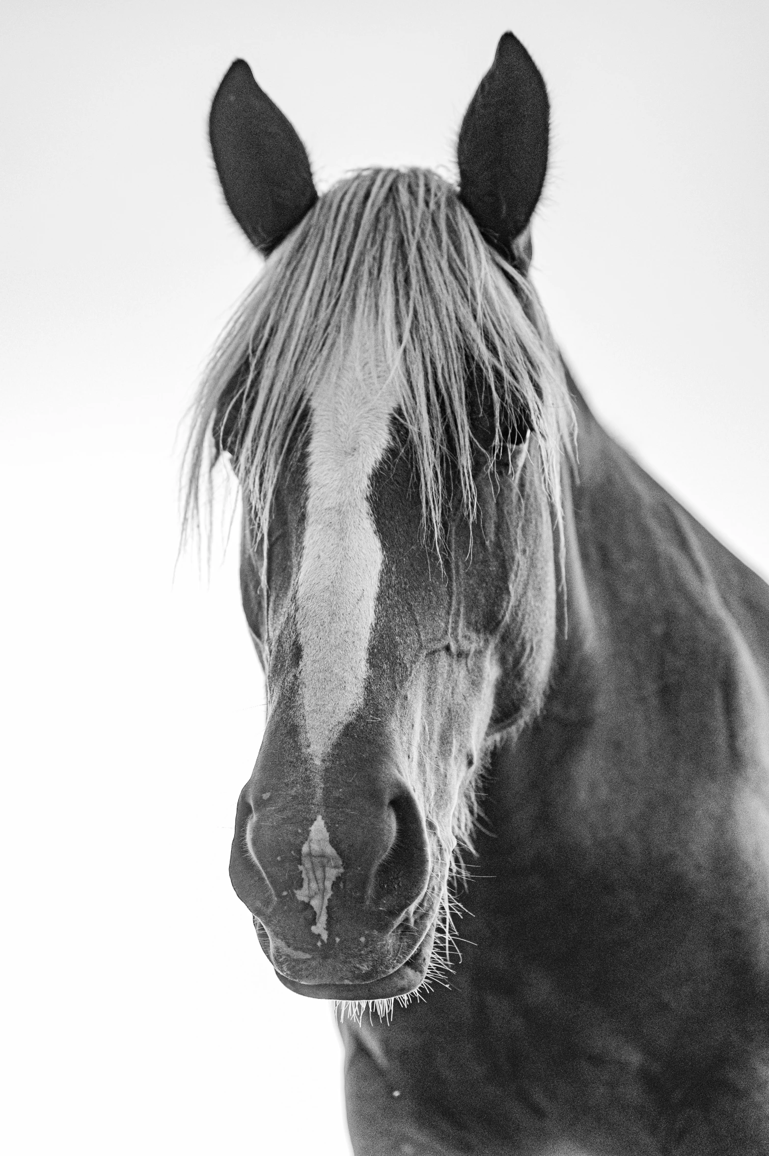 an image of a horse with hair blowing in the wind