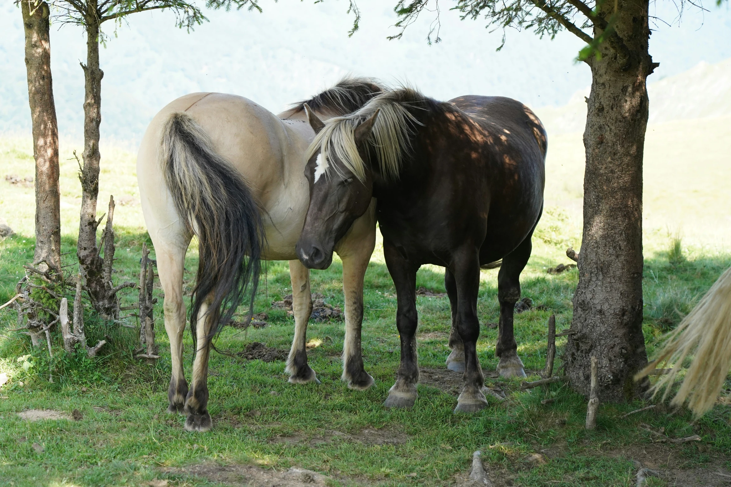 a group of horses standing together near some trees