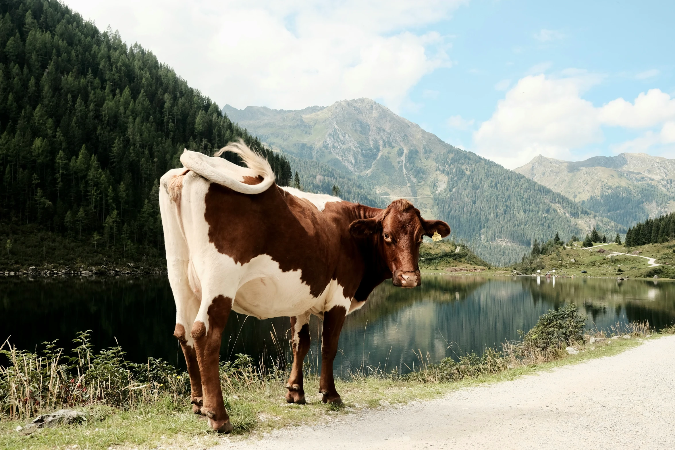 a brown and white cow standing on a road by a lake