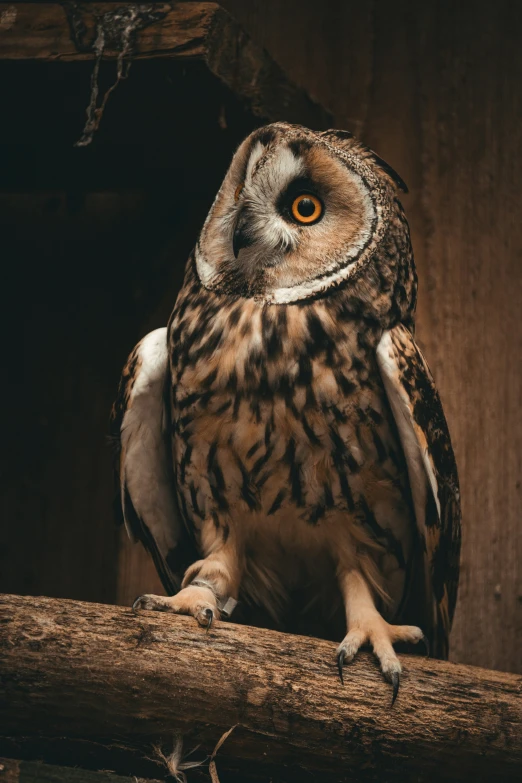 the owl is perched on the nch of the tree