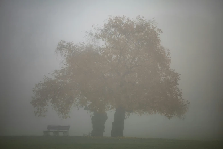 a park bench sitting under a large tree on a foggy day