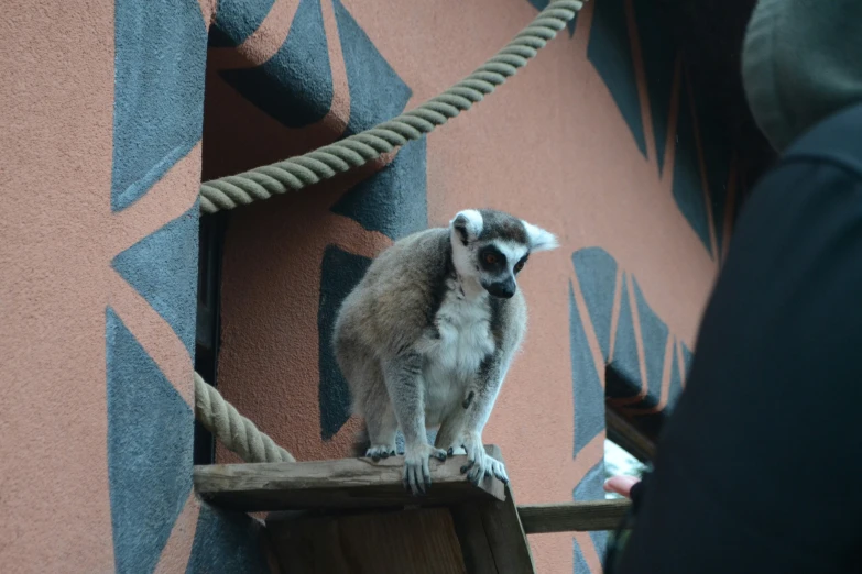 a small monkey standing on top of a wooden rail