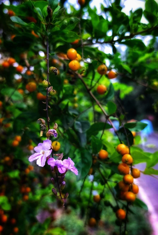 an orange tree is surrounded by bright fruit