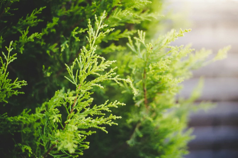 a closeup s of a green fir tree