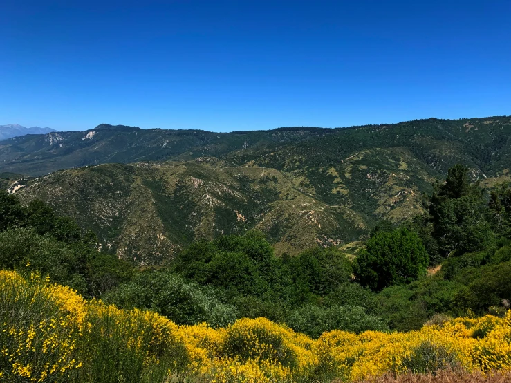 some bushes and yellow flowers on the side of a mountain