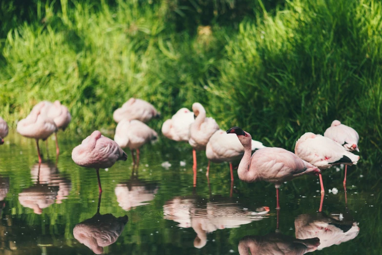 a flock of flamingos is standing in a water line