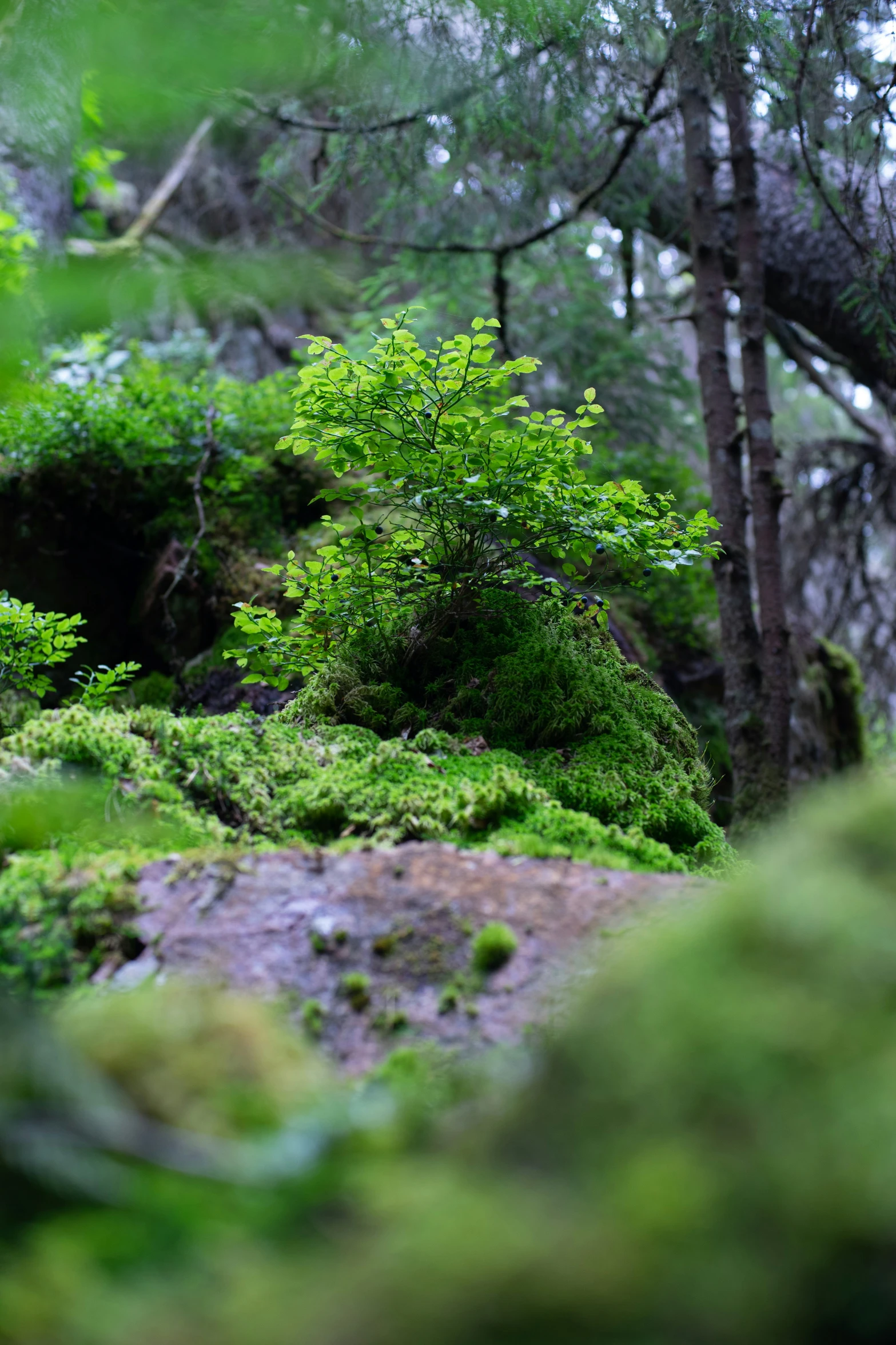 green mossy rocks and trees in the woods