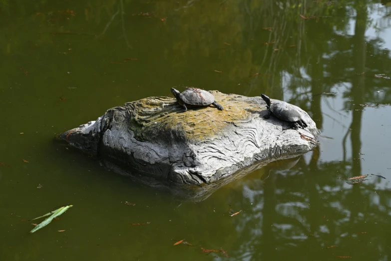 turtles sit on the edge of an artificial stone