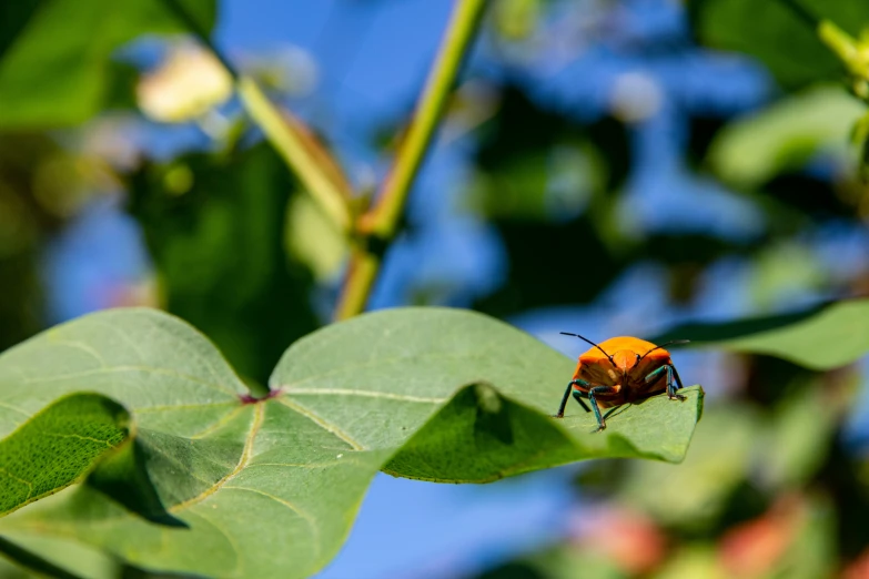 an insect is standing on top of a leaf