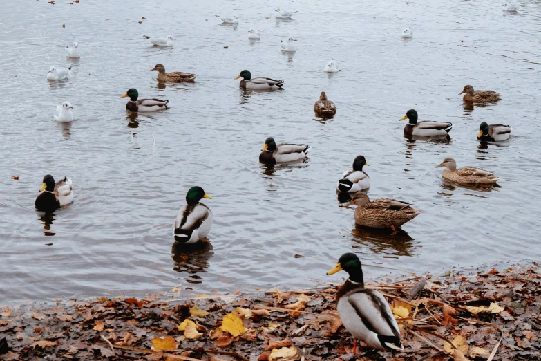 a flock of mallards swim in a lake surrounded by fall leaves