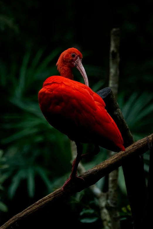 a large red bird with a long beak sits on a nch