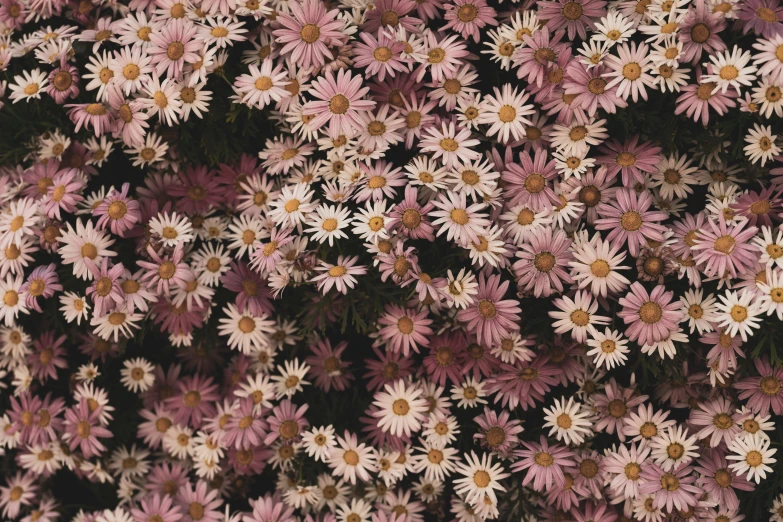 flowers are shown together against a dark background