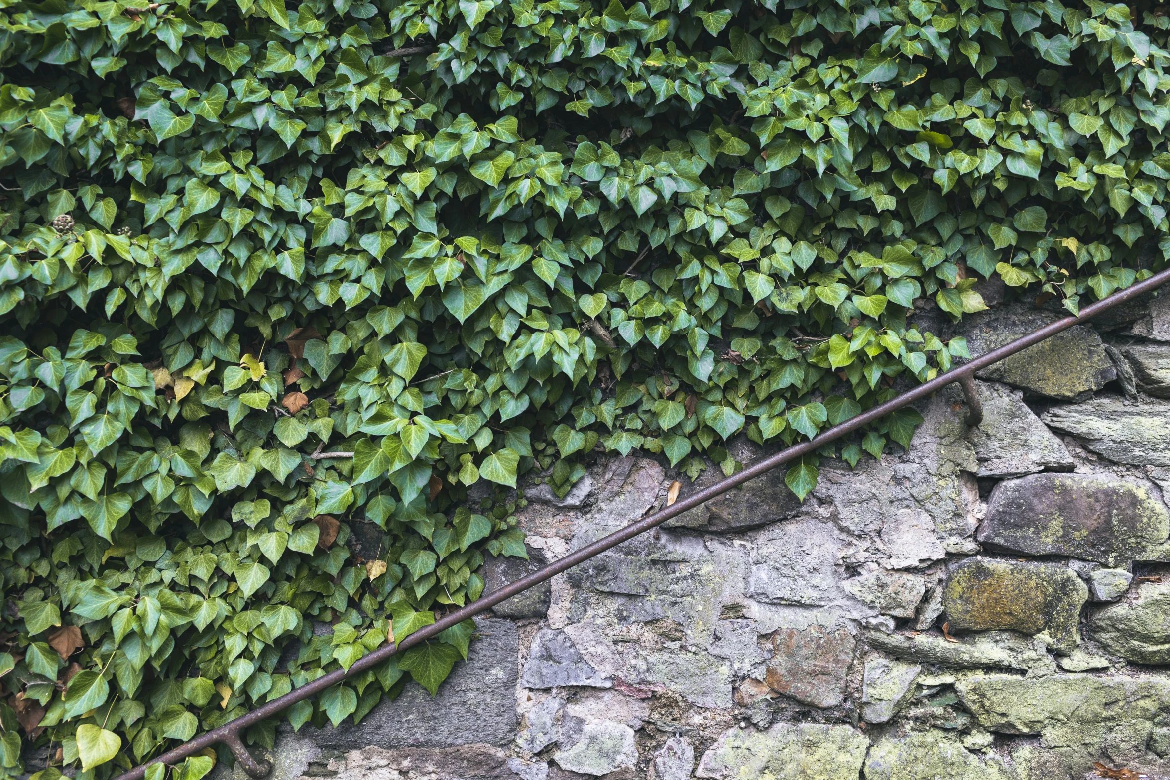 an outdoor wall covered in many plants and ivy