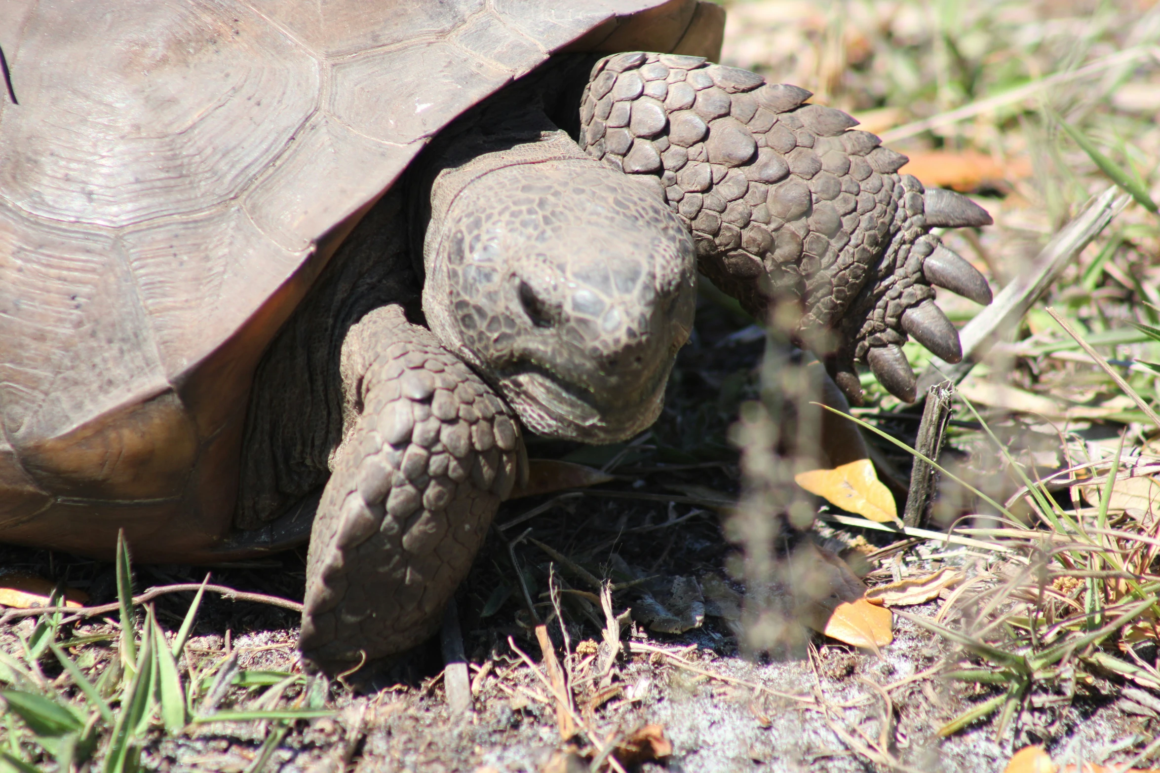 a small turtle on some grass with its head above the ground