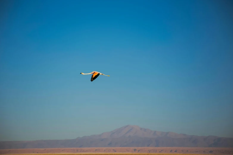 the bird flies low to the ground, in front of mountains