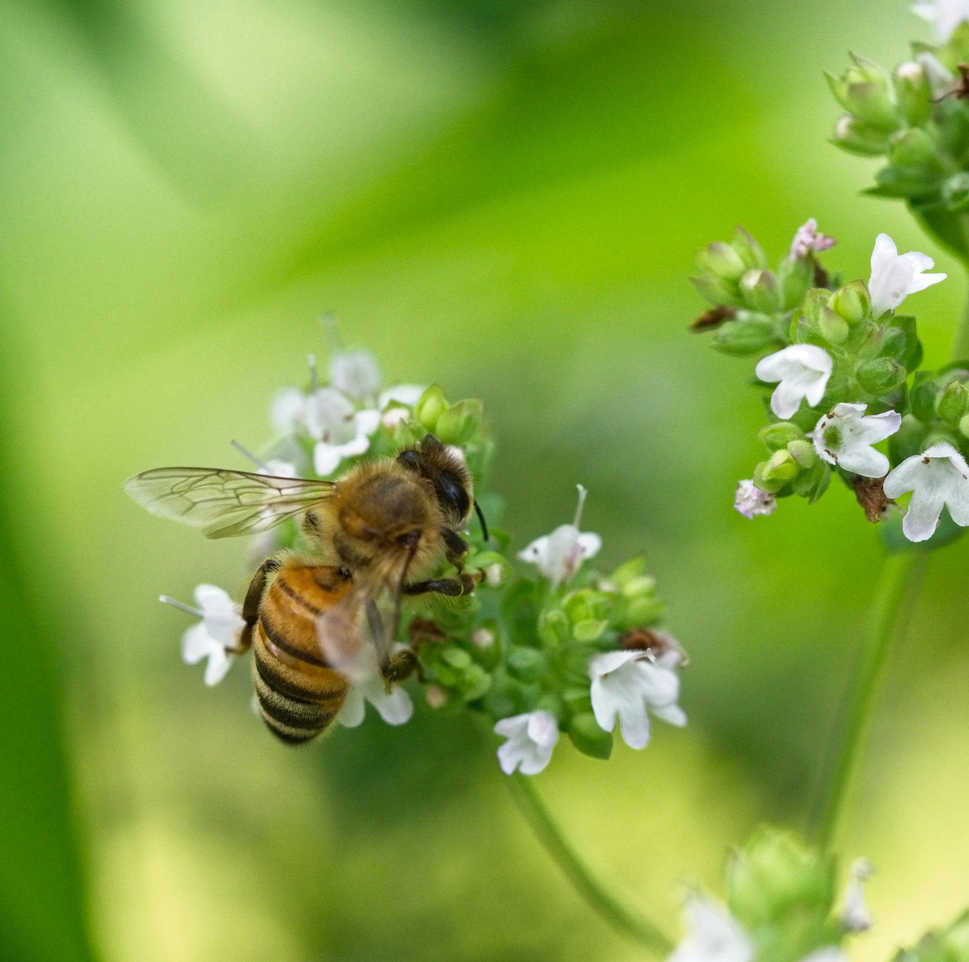 a bee sitting on a flower in the middle of its body