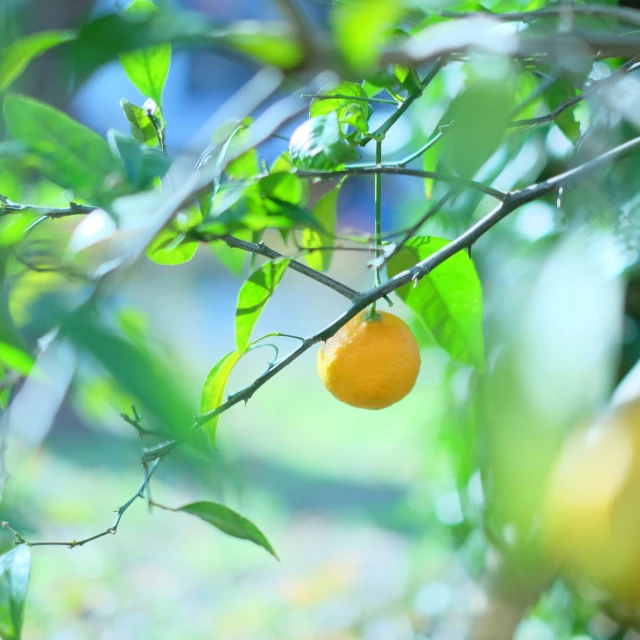 an orange hanging from a tree in the shade