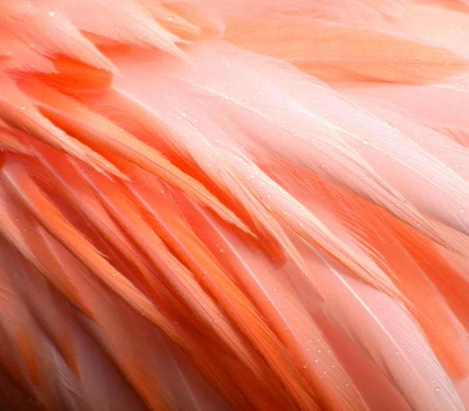 a large, light colored bird with multiple feathers